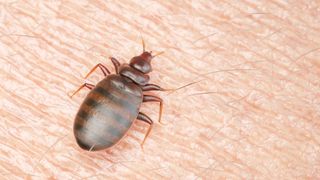 How to identify bed bugs: An image of a brown bed bug sat on human skin
