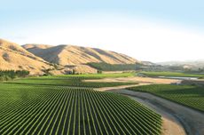 Te Muna Road vineyard