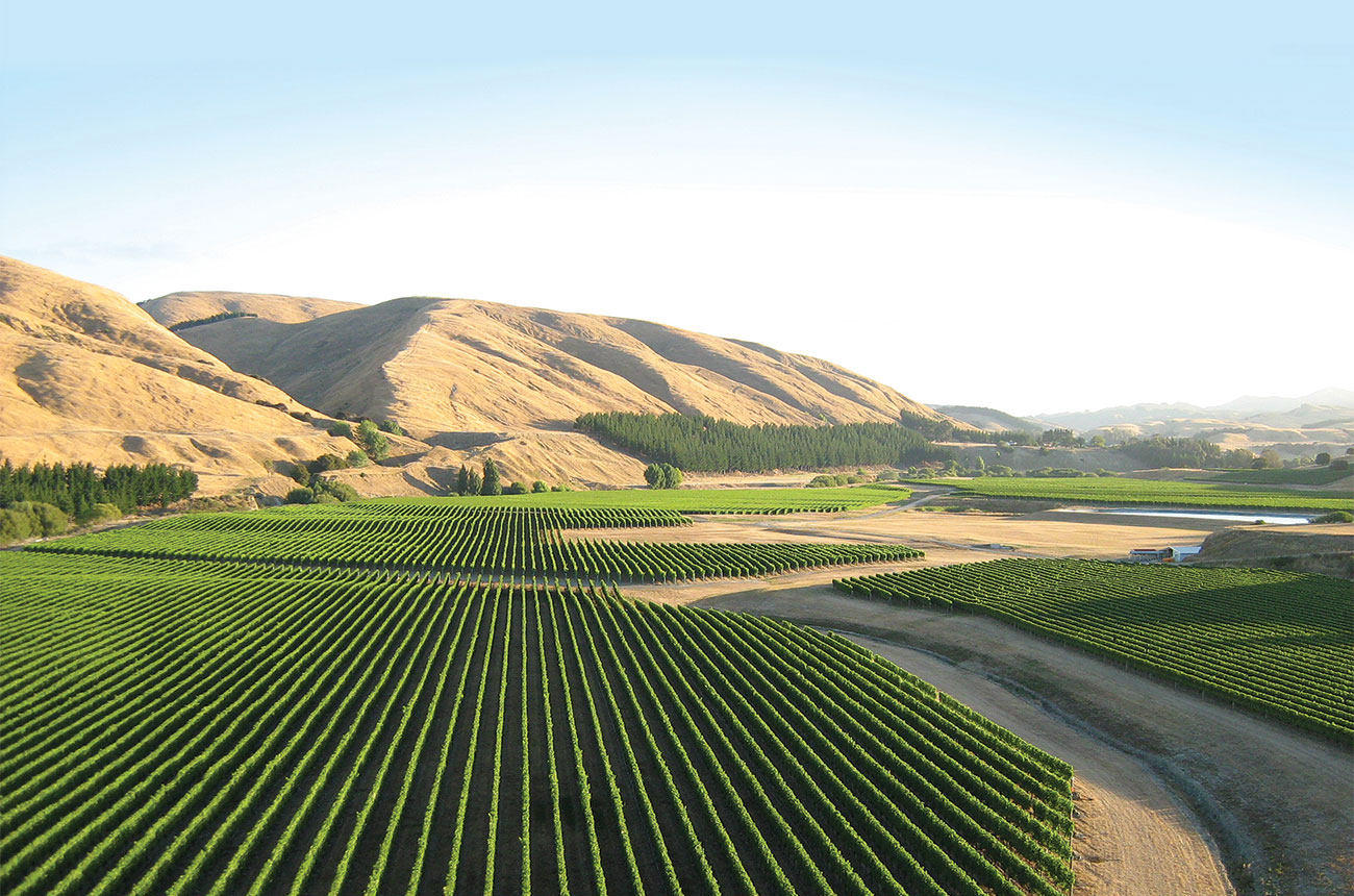 Te Muna Road vineyard