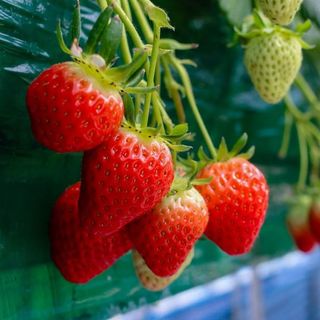 Everbearing Strawberry Seeds