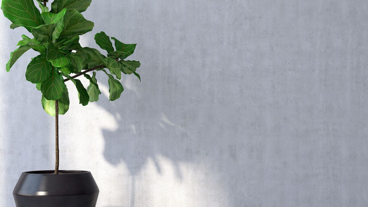 Fiddle leaf fig tree in black pot against grey wall