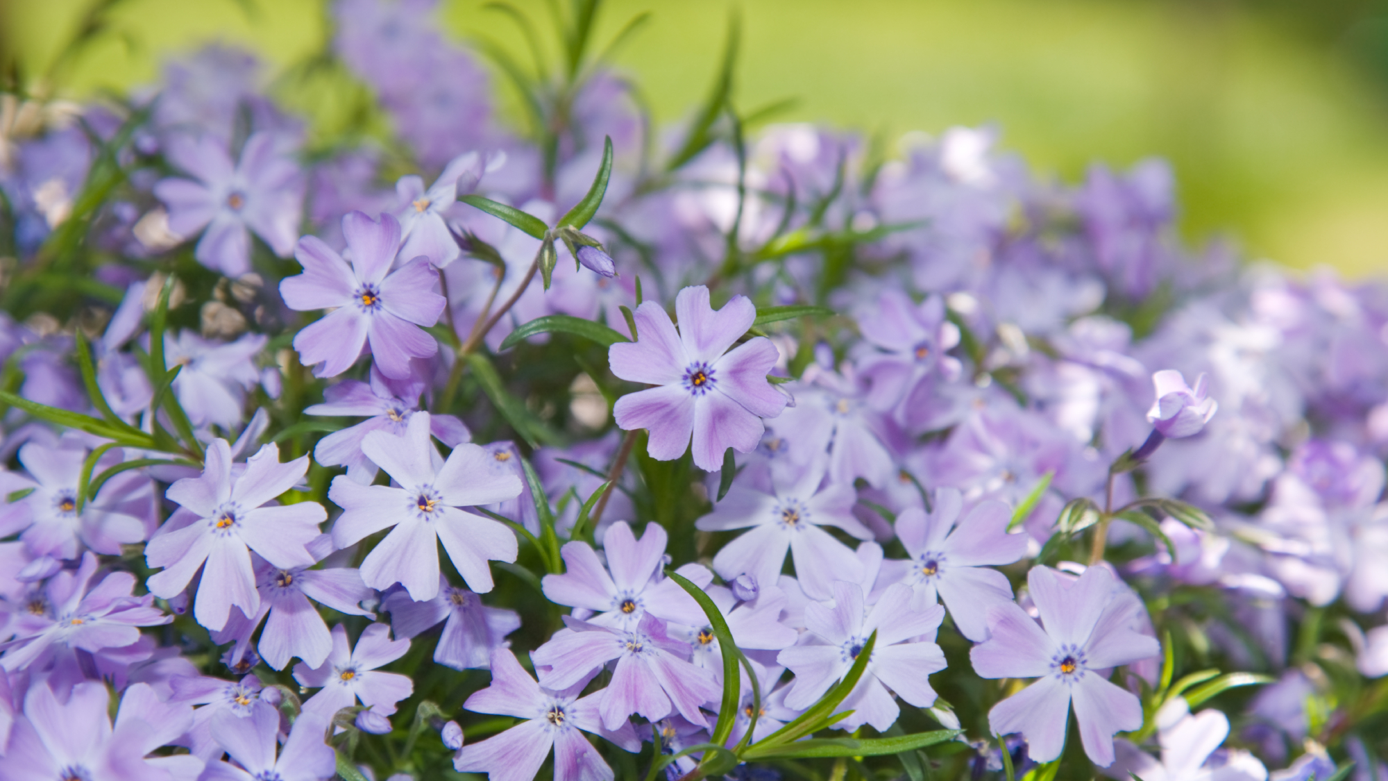 Creeping phlox with purple flowers growing in a garden