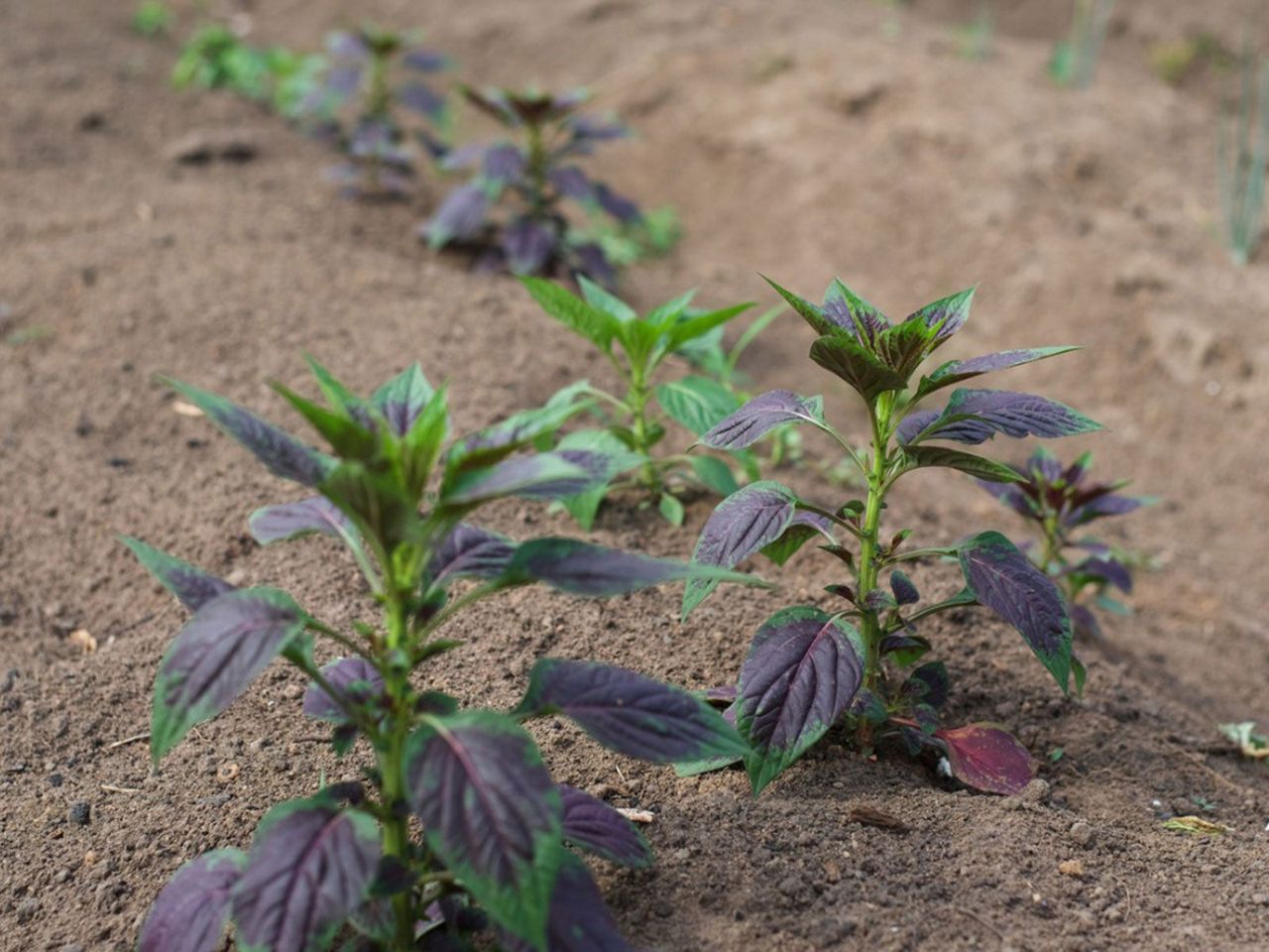 Nigerian Vegetables In Nigerian Garden