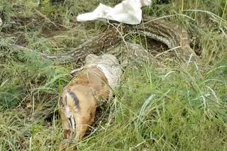 A python regurgitates its antelope meal.