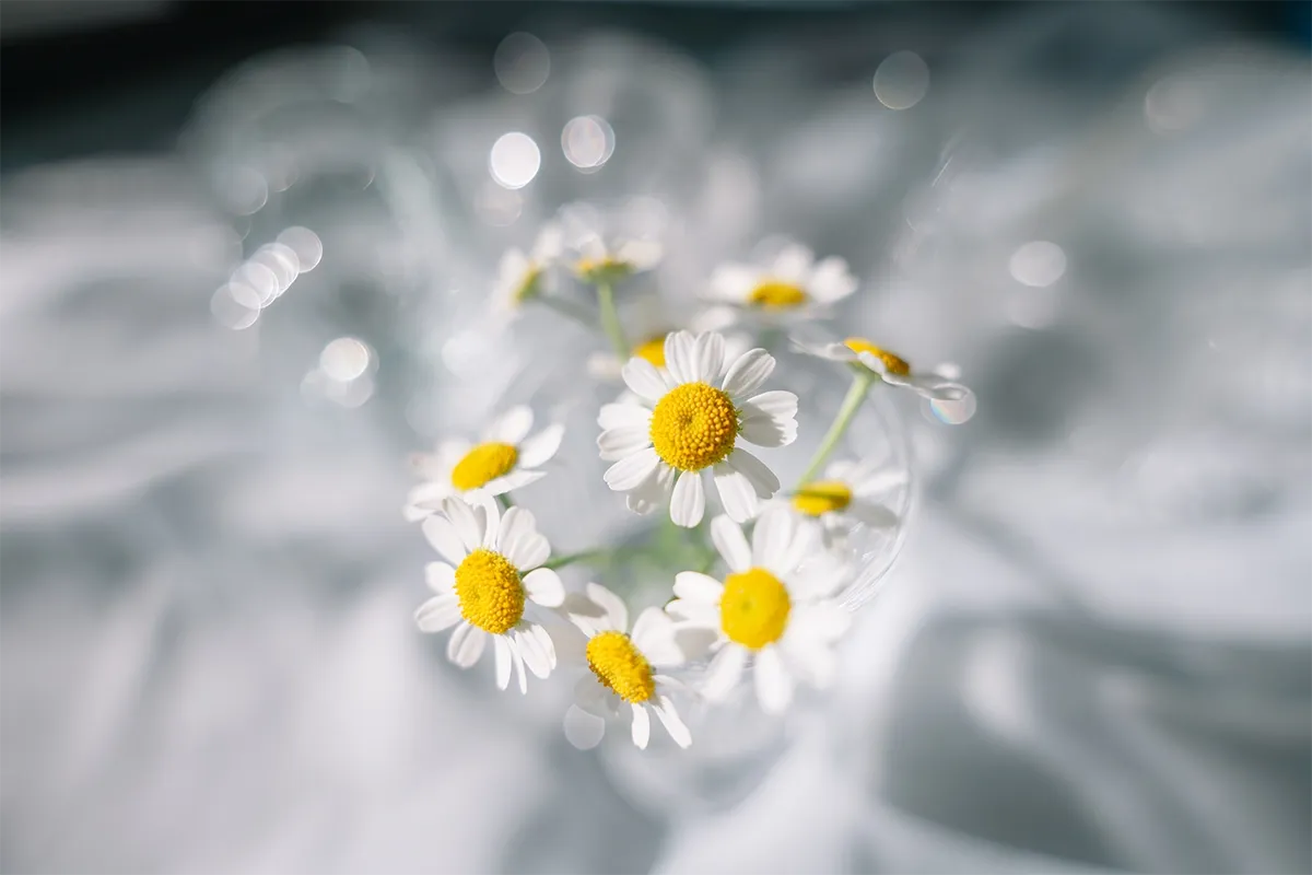 Image samples from the Tamron 20-40mm f/2.8 Di III VXD for Nikon Z mount