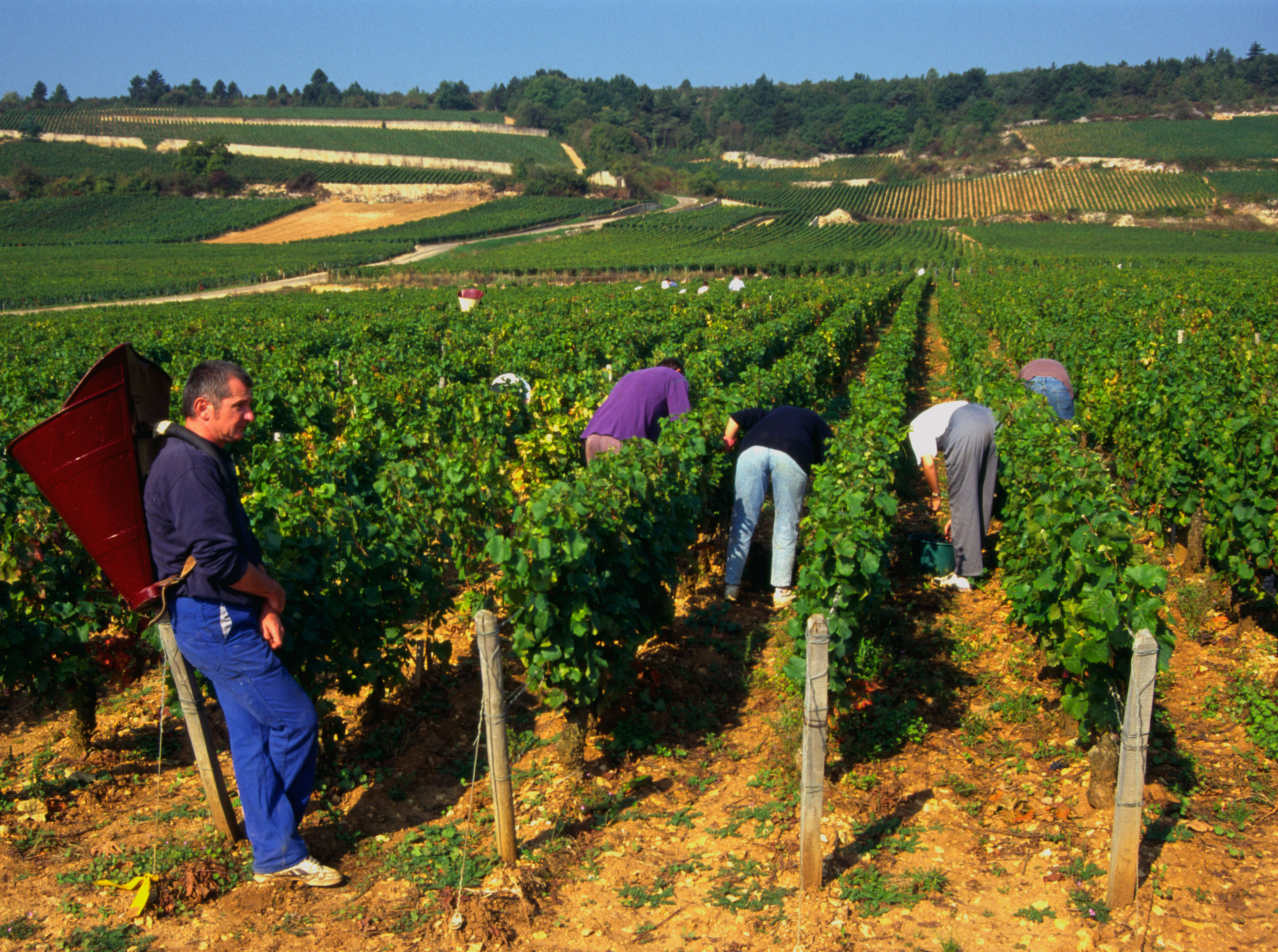 Chambolle-Musigny 2020