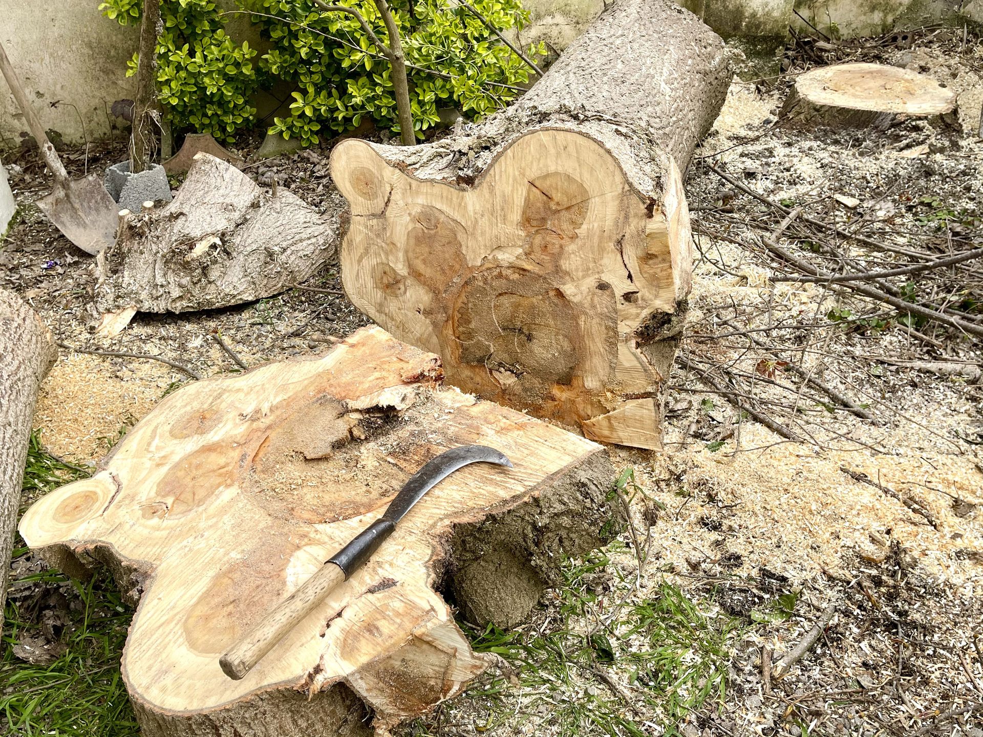 How to kill a tree stump a guide to natural and chemical methods