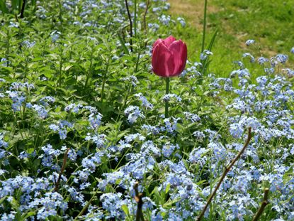 Single Red Tulip In A Field Of Small Blue Flowers