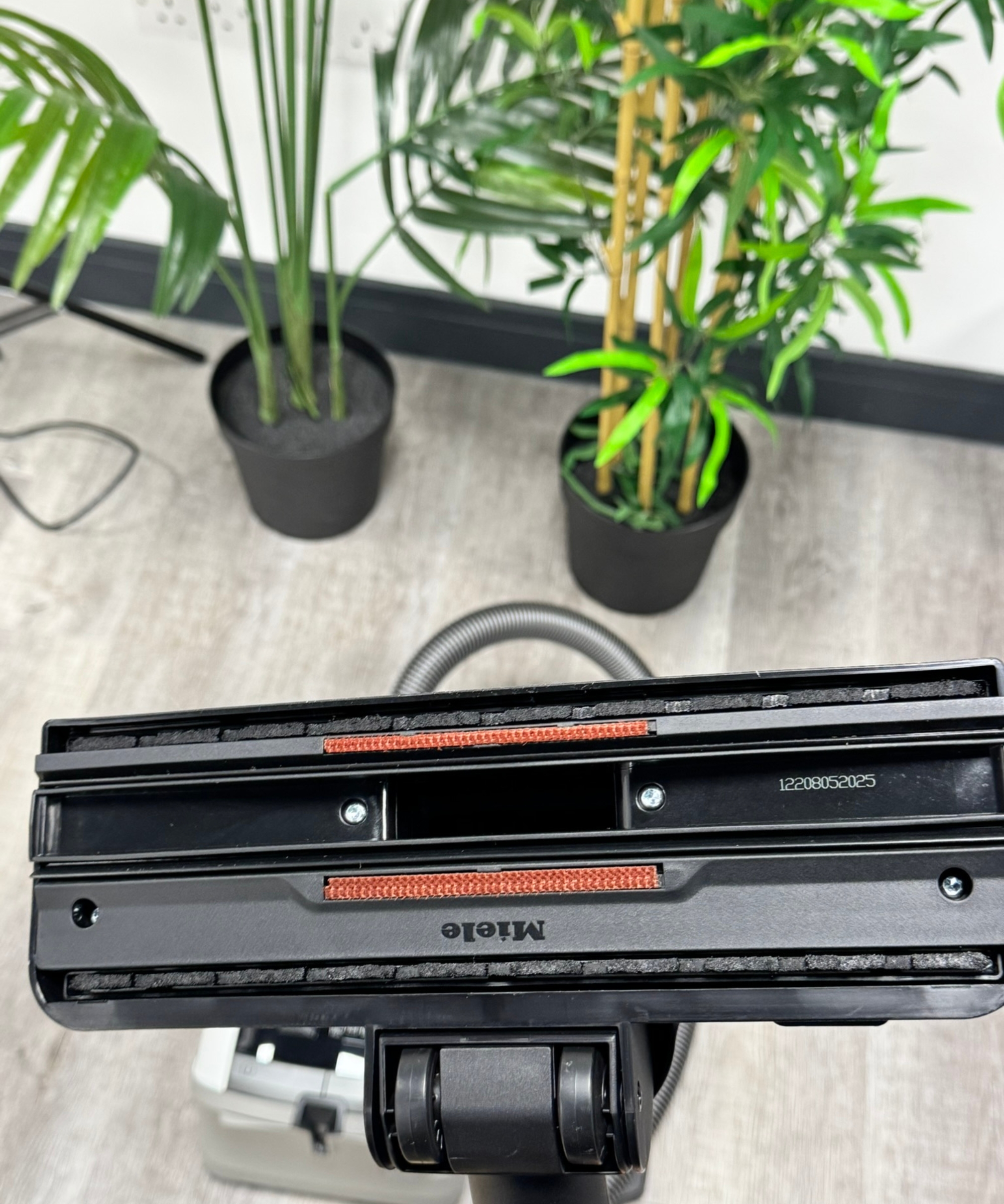 Holding one floorhead above the Miele Guard M1 Parquet XL Brilliant canister vacuum with tall plants in background.