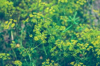 dill in flower in how to grow dill