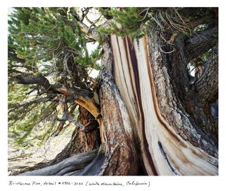 Bristlecone Pine, oldest things on earth