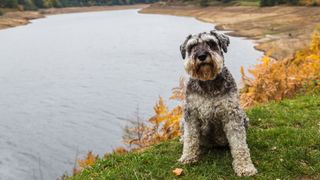 Miniature Schnauzer sits by a lake