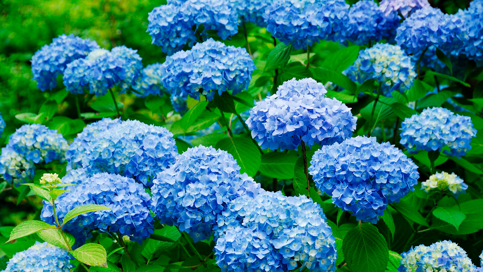 blue hydrangea flowers in border display