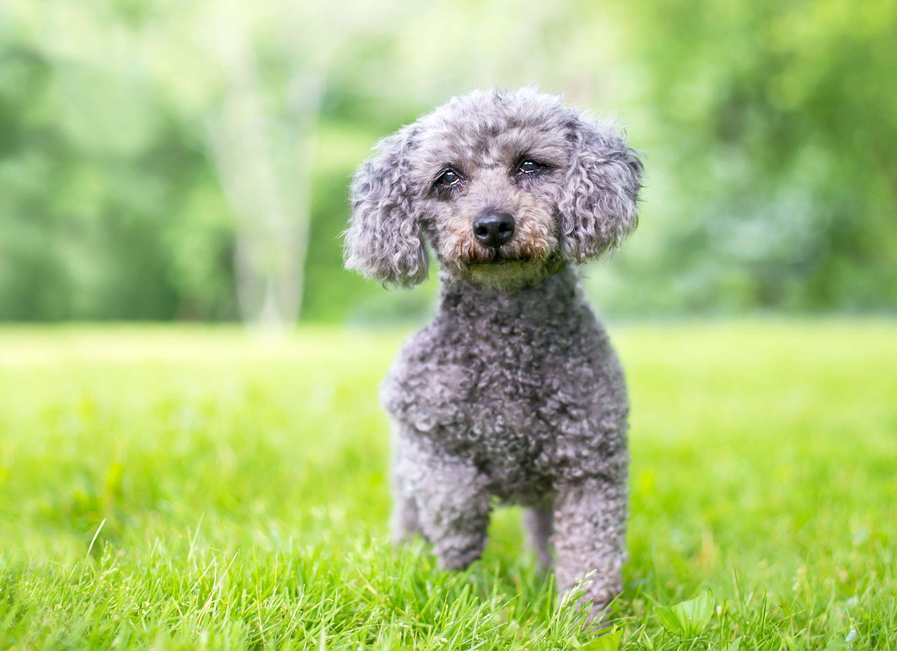 Grey toy poodle on grass