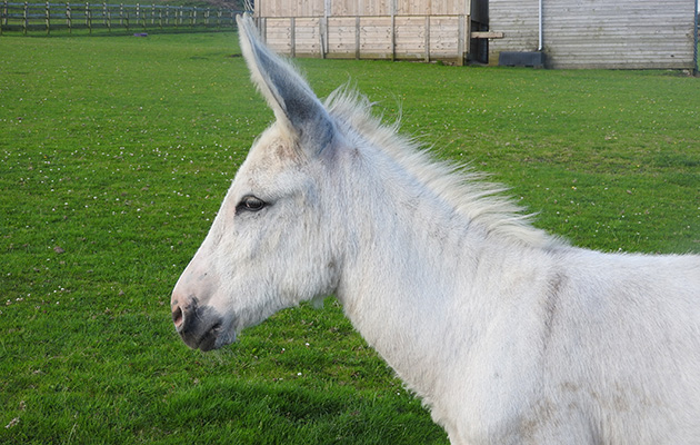 hamish