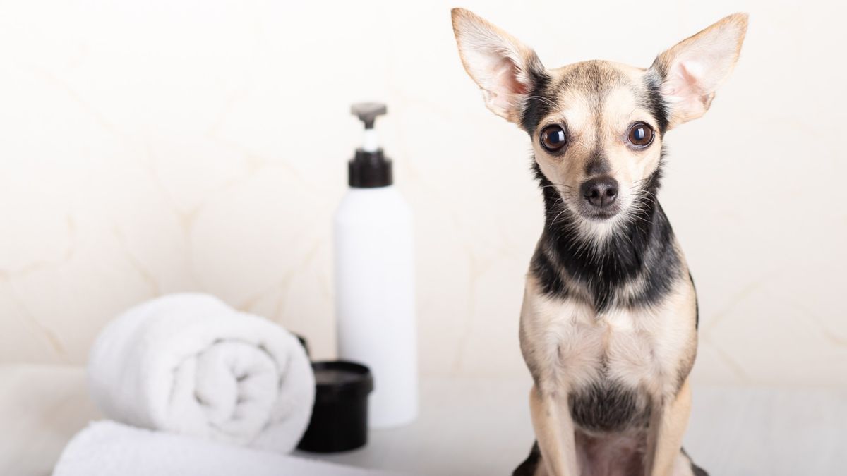How to moisturize your dog’s skin PetsRadar