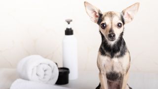 Dog in grooming salon