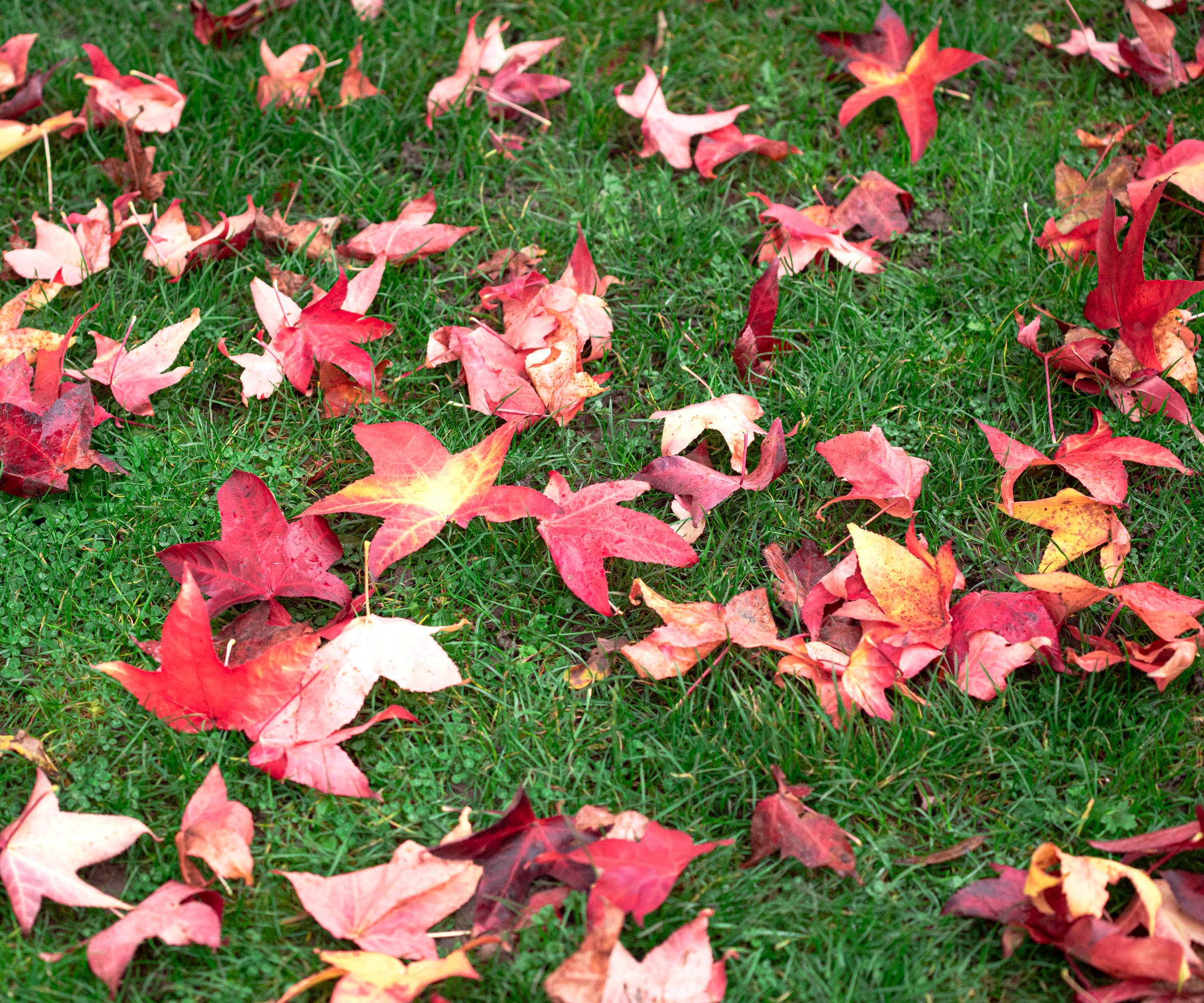 red leaves on green grass in fall