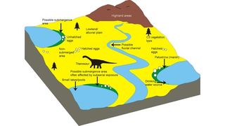 This diagram shows the possible environment of the Lameta Formation. It's likely that dinosaurs laid some, but not all, of their clutches close to the banks of lakes and ponds. Clutches laid close to the water were prone to frequent submergence and thus got buried under sediment and remained unhatched, whereas clutches laid away from the water could hatch and hence showed more broken eggshells.