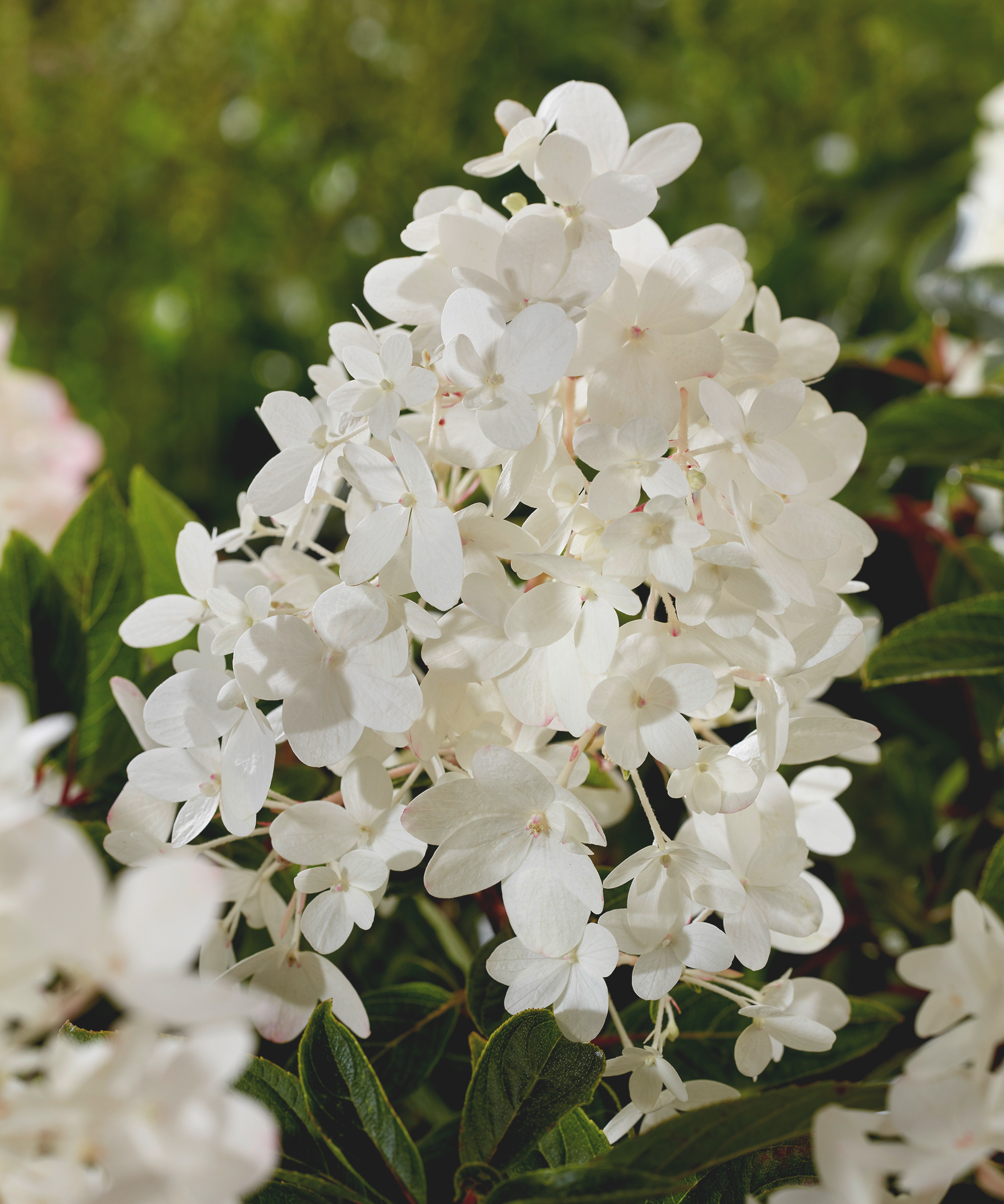 Hydrangea paniculata Groundbreaker