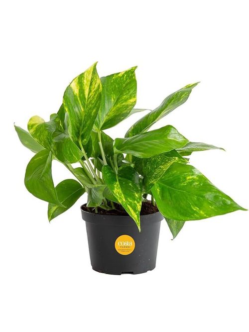 Costa Farms Golden Pothos Live Plant, 10-Inches Tall