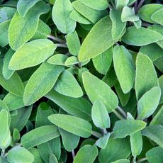 green sage plants with vibrant green foliage