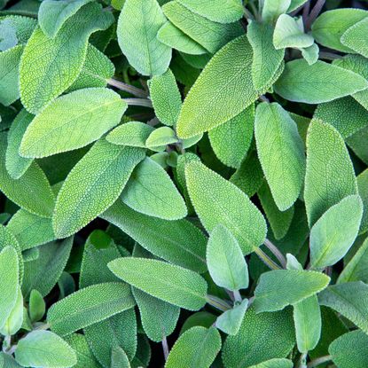 green sage plants with vibrant green foliage