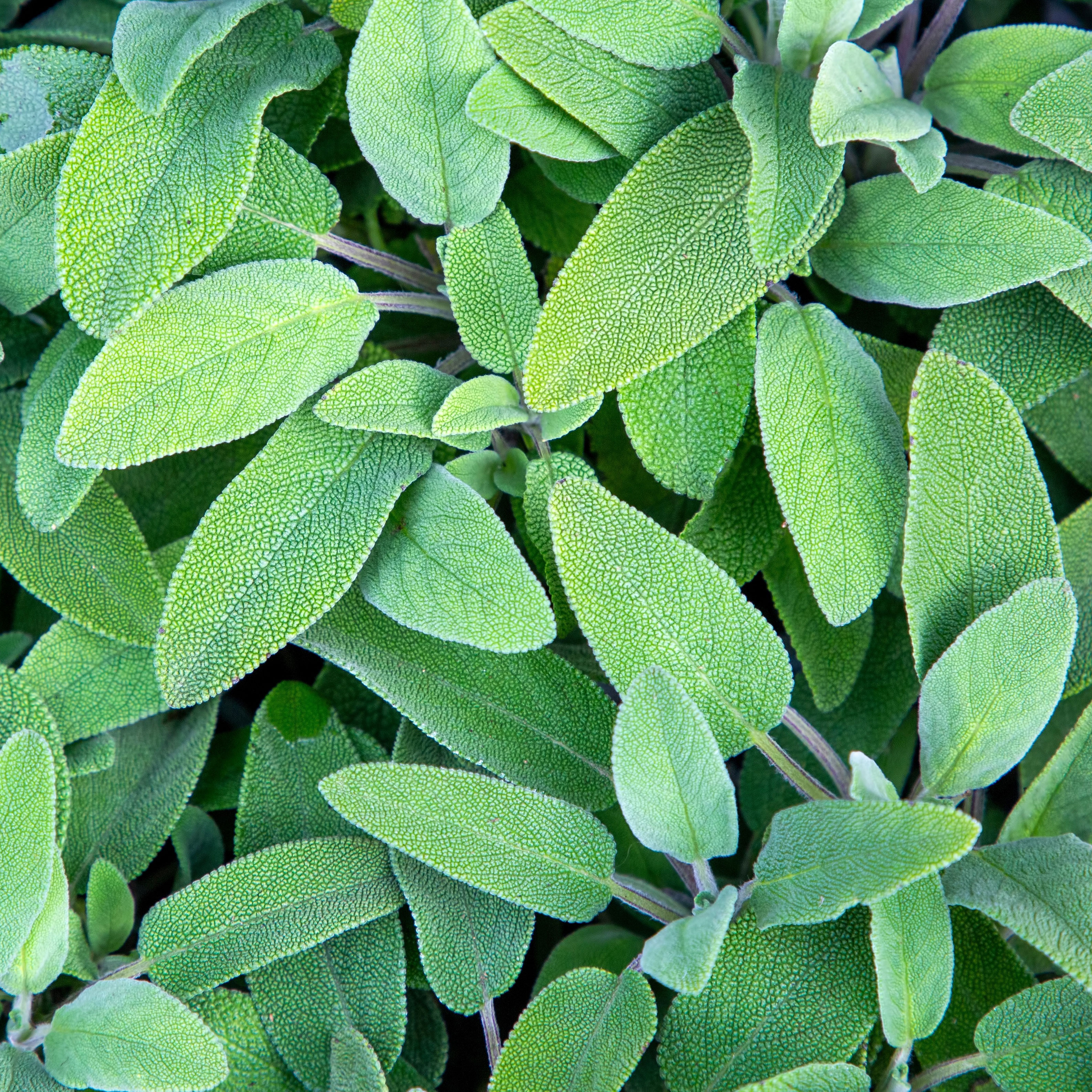 green sage plants with vibrant green foliage