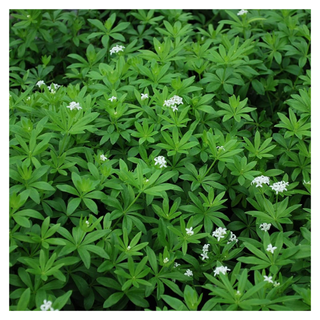 A sweet woodruff plant