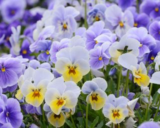 Close-up of viola flowers