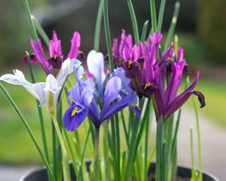 spring container ideas purple and mauve iris reticulata