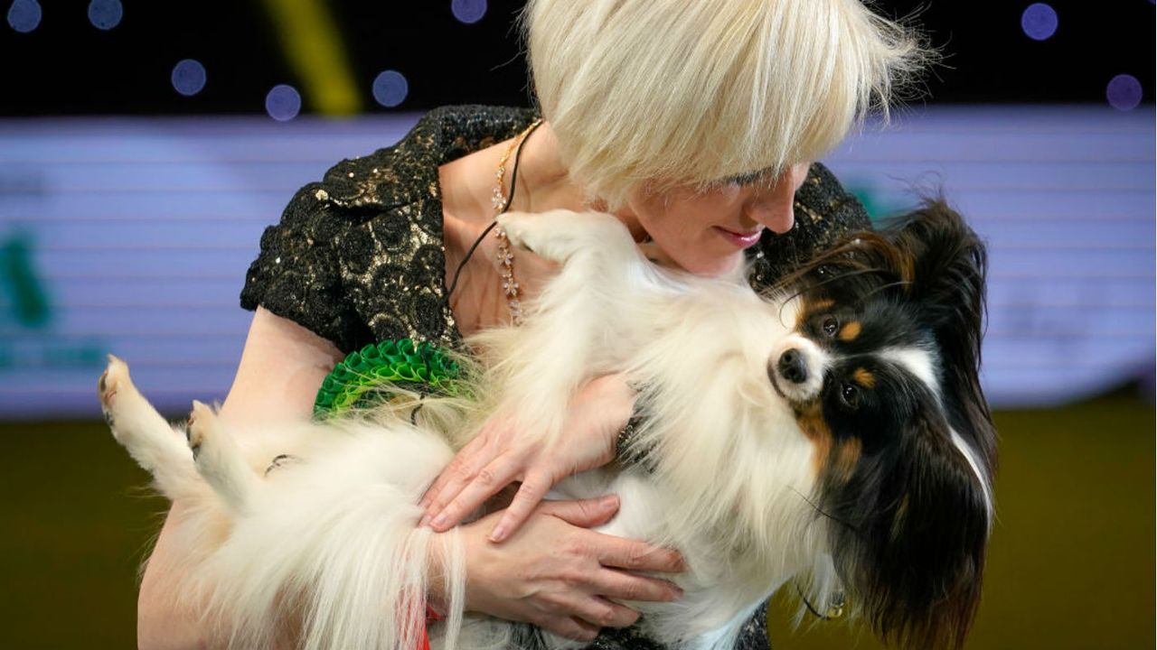 Crufts