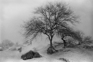 Photograph taken by Abbas, a member of the Magnum Photos agency, captioned: MEXICO. State of Guerrero. Village of San Augustin de Oapan. A woman in a dust storm, a walking tree. 1985.