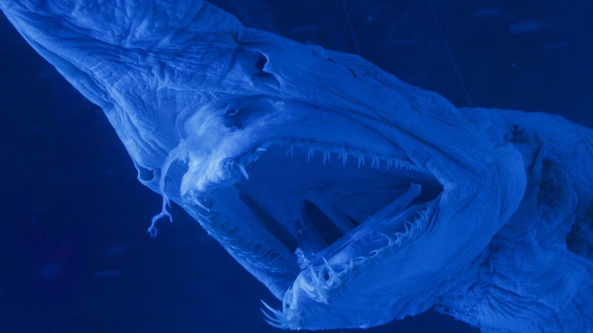 the carcass of a preserved goblin shark seen under blue light