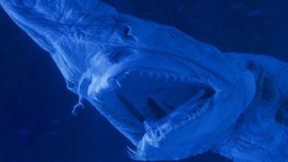 the carcass of a preserved goblin shark seen under blue light
