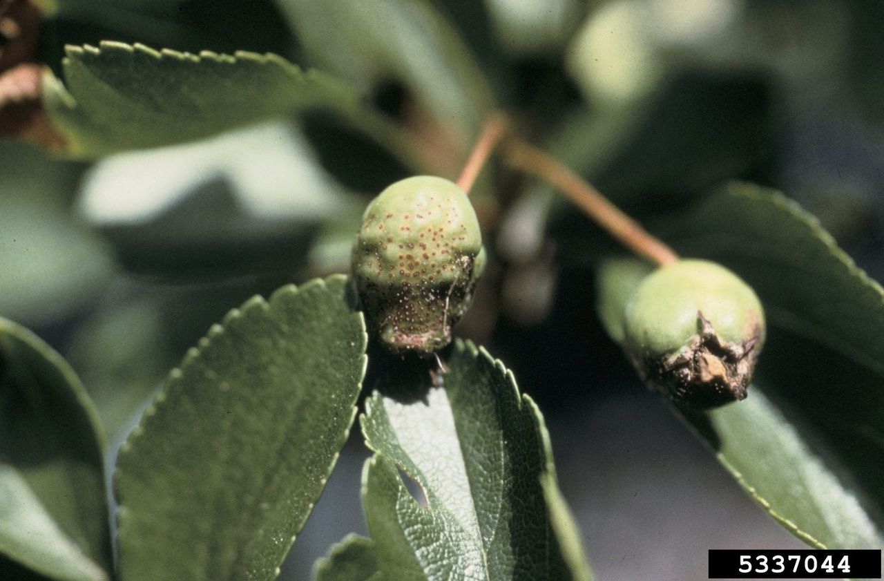 Leaf Rust On Quince Tree