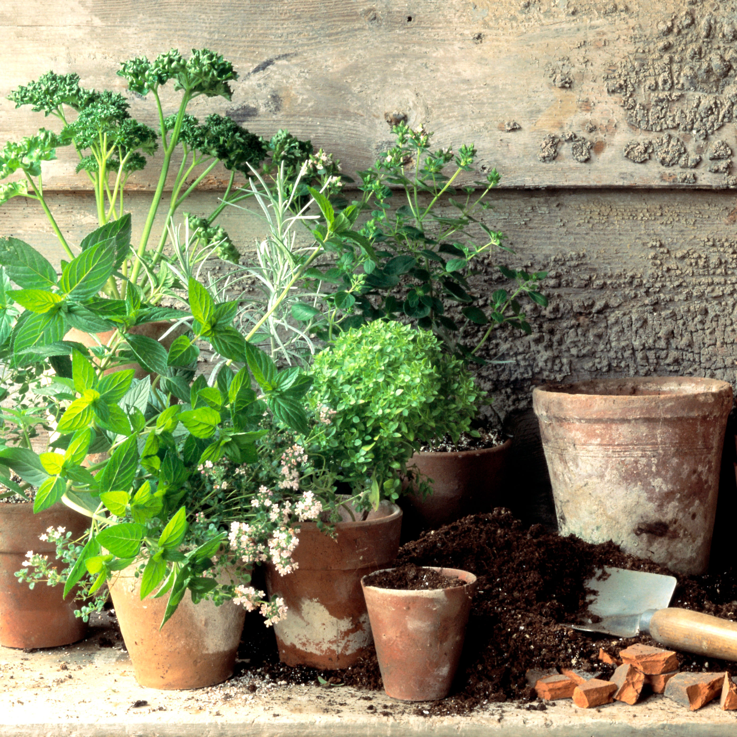 group of pot plants with trowel and potting soil