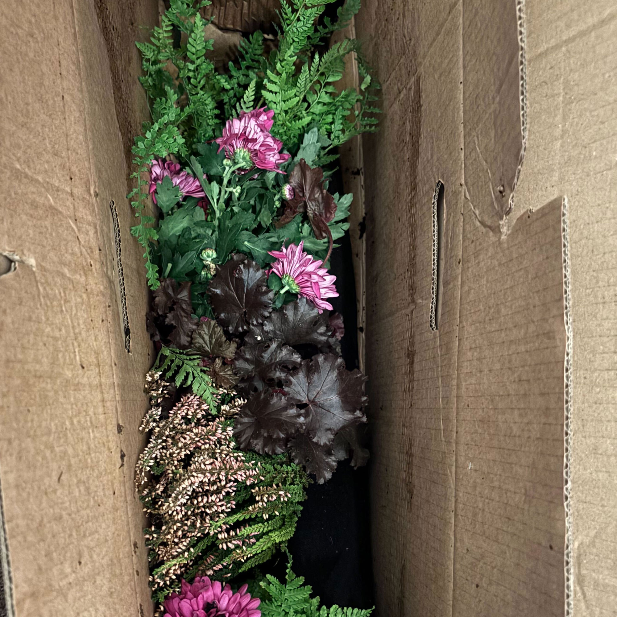 Window box with purple and green plants in