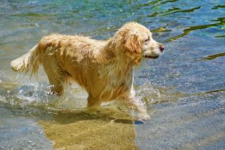 Labrador golden retriever in water.