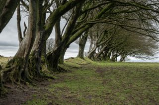 trees over a wall on the left