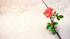 A wild rose with a red bloom emerges from a crack in the sidewalk.