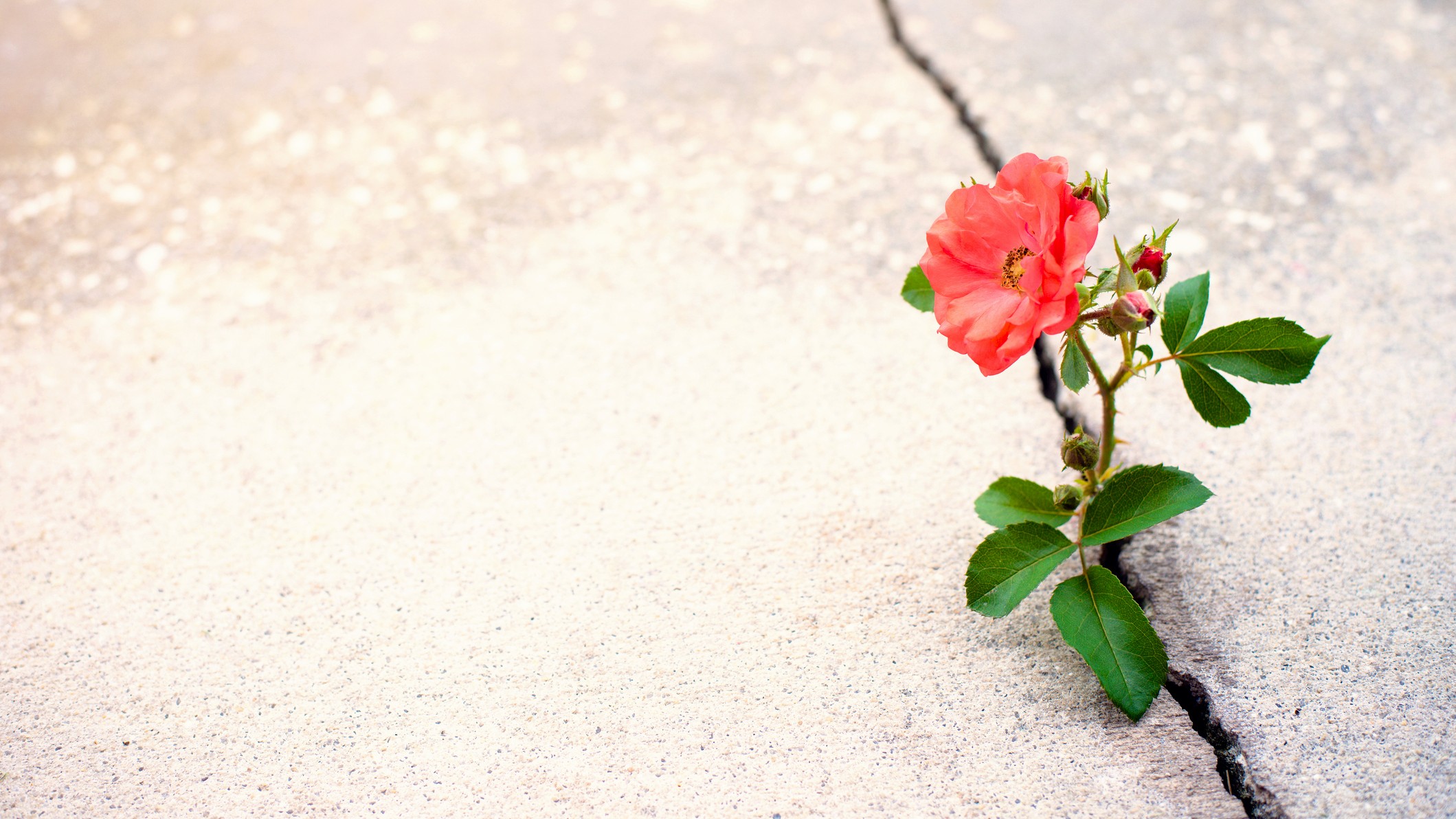 A wild rose with a red bloom emerges from a crack in the sidewalk.