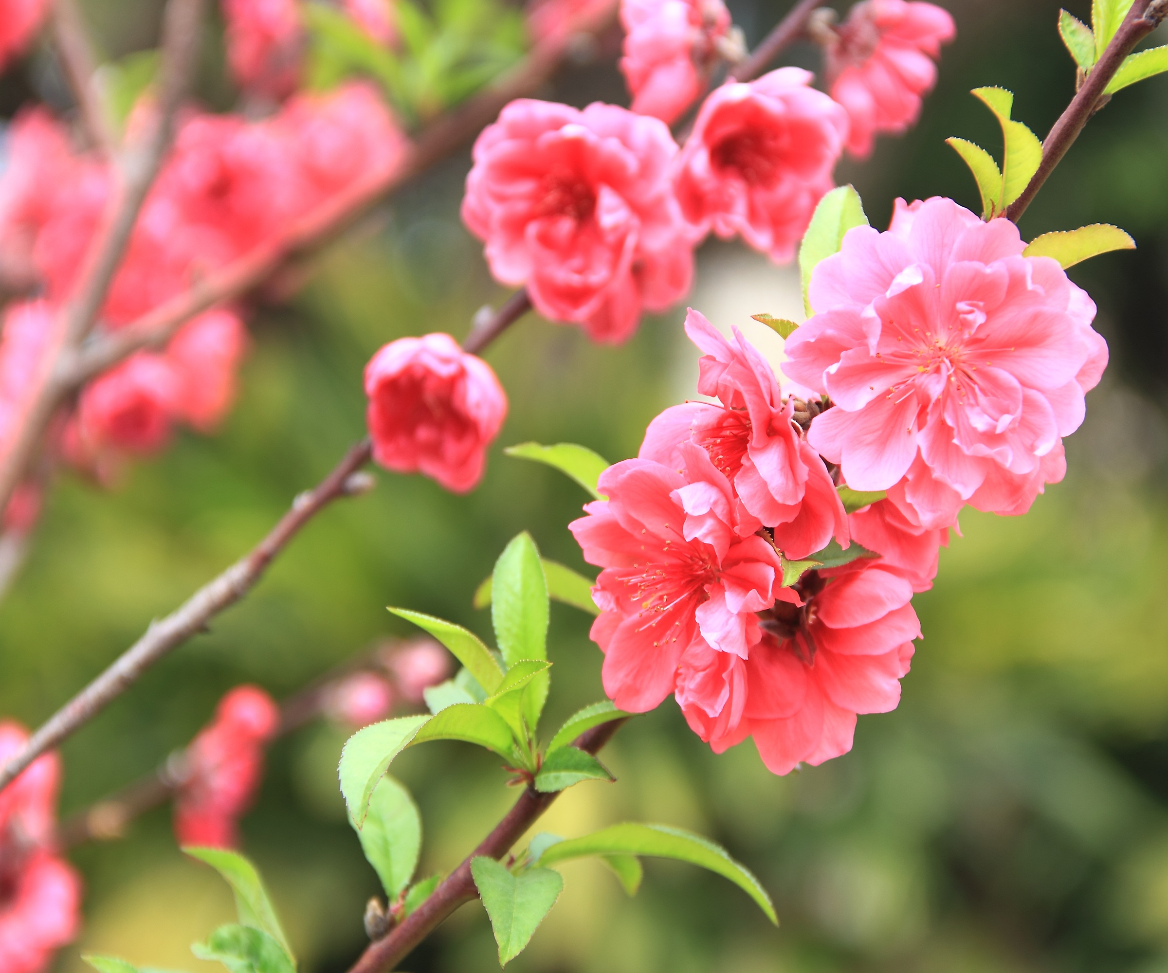 Peach blossom