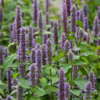  Anise Hyssop Native Wildflower Seeds 