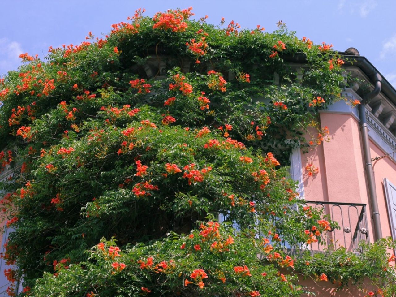 Trumpet Vines Up The Side Of A House