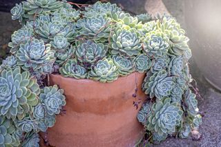 Sempervivium in a pot