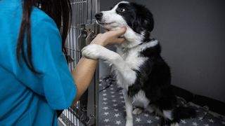 Woman in blue T-shirt petting black and white dog