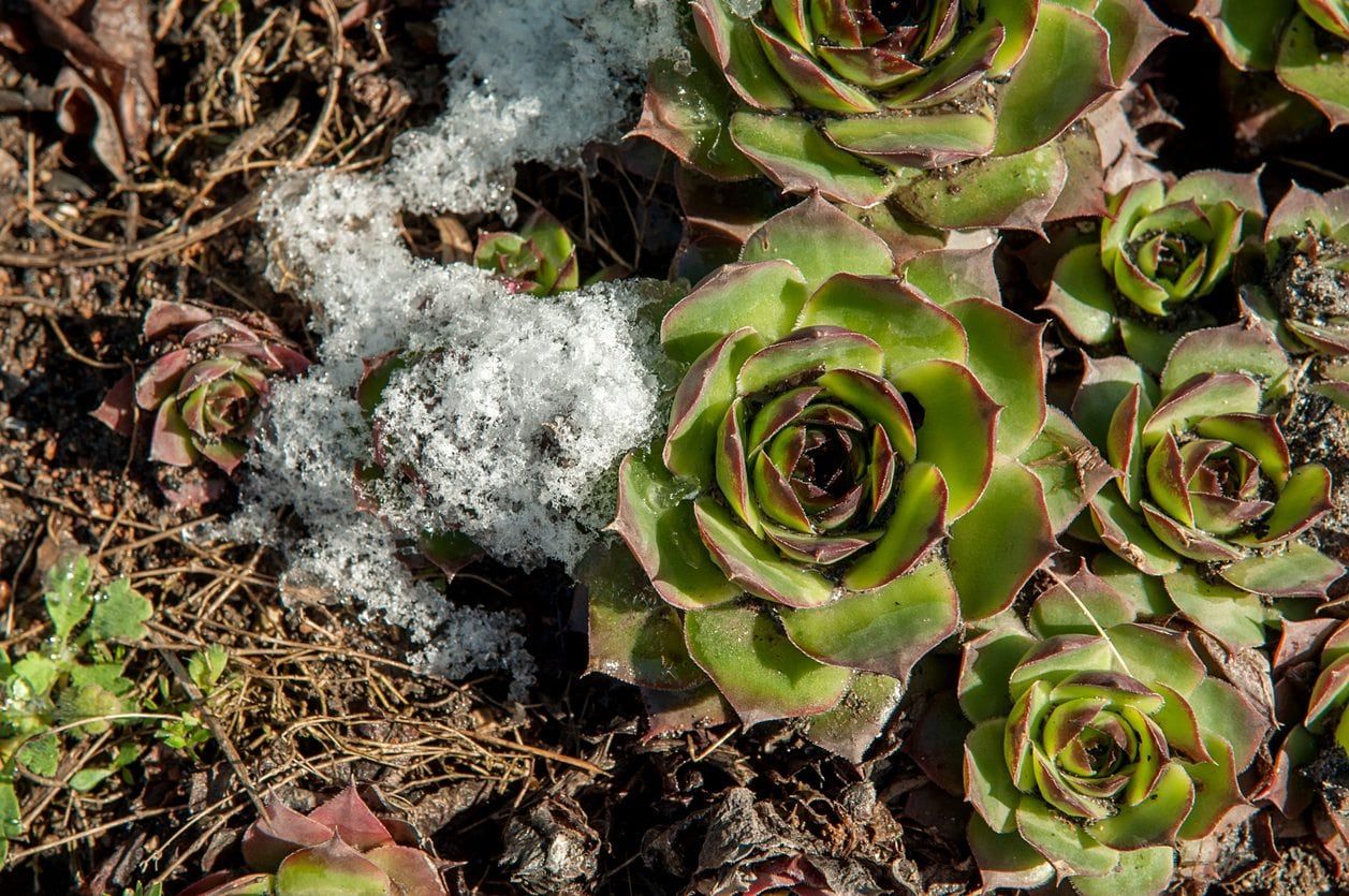 hardy succulent