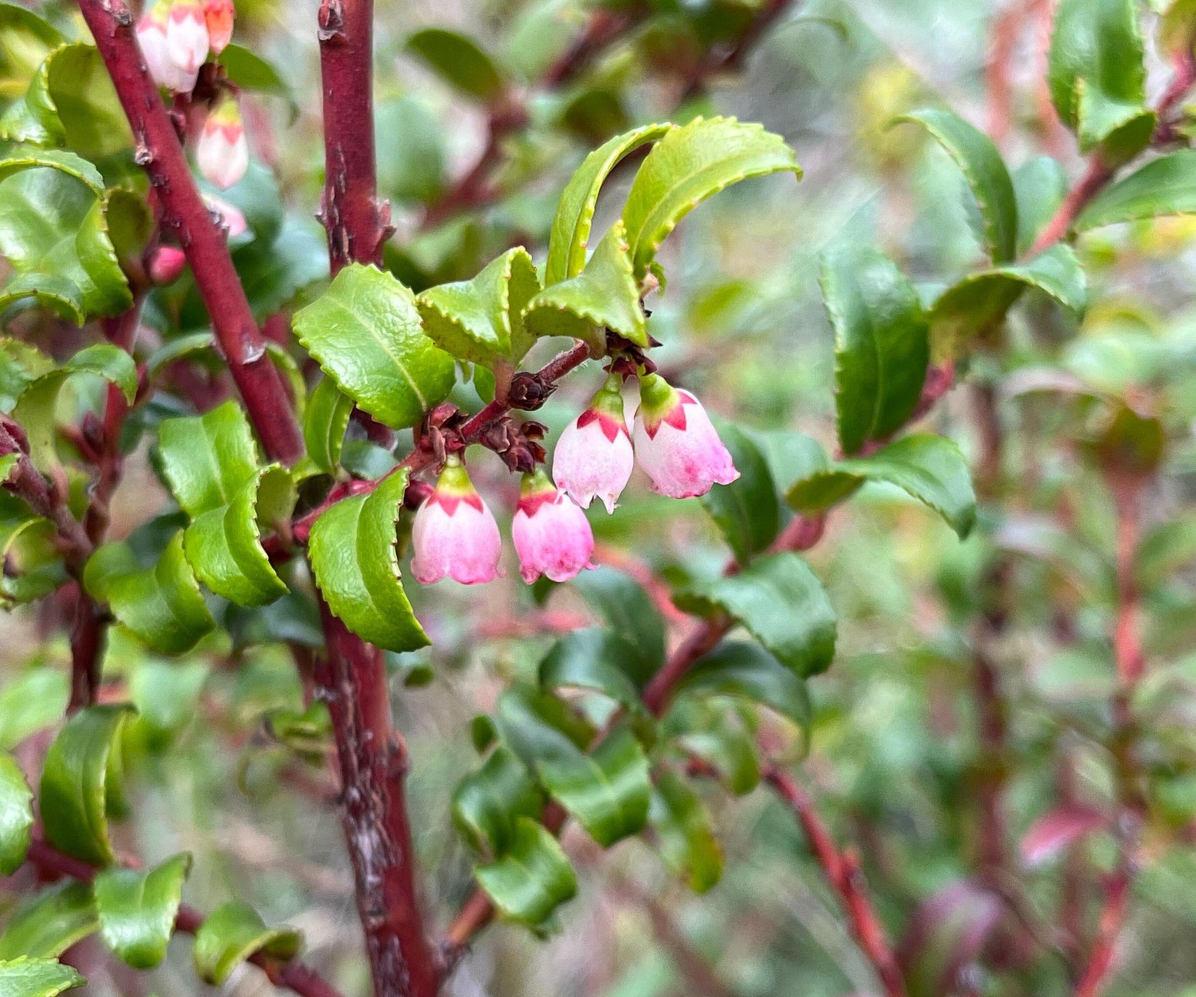 close up of Vaccinium ovatum Evergreen Huckleberry plant