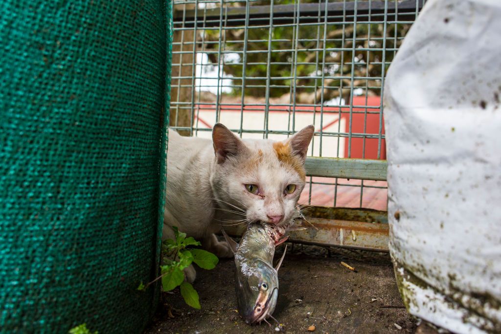 A cat eating a fish.